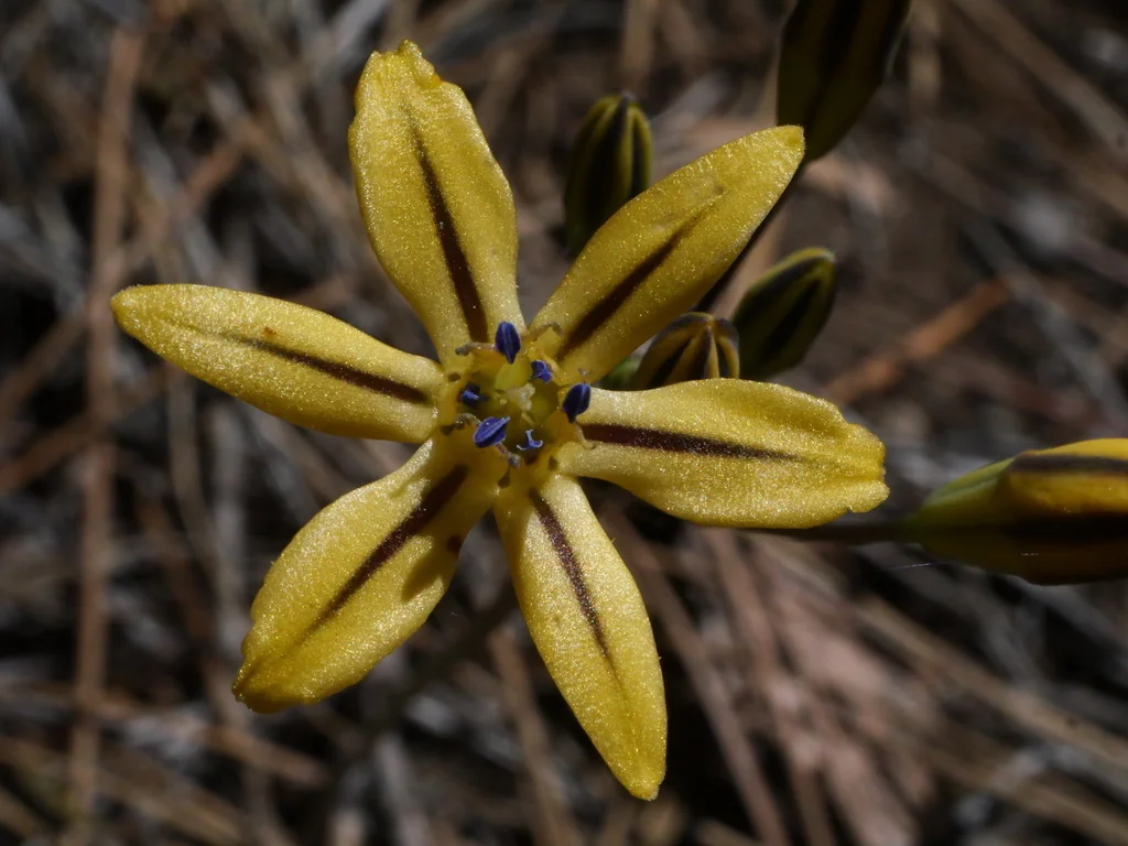 Triteleia Ixioides