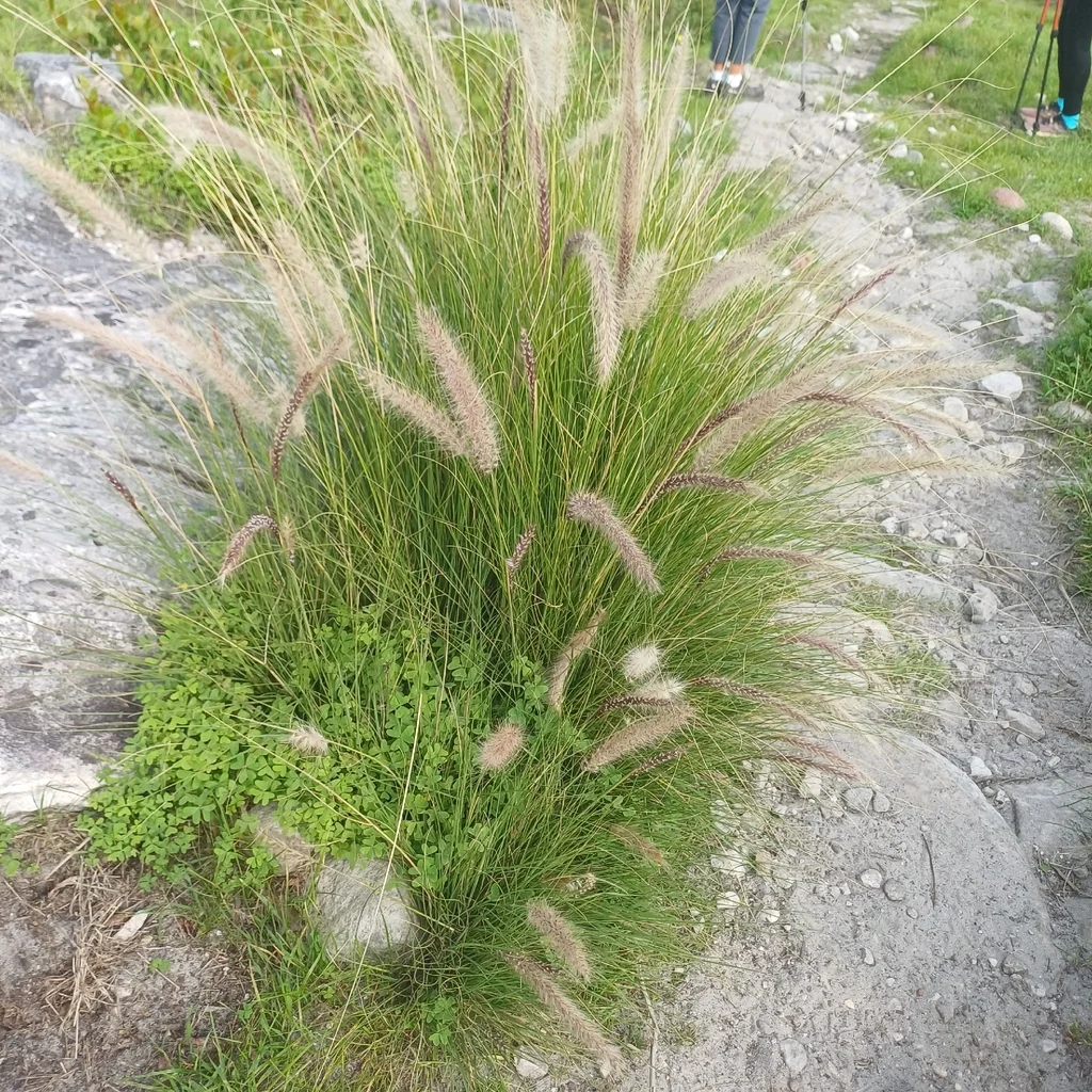 Pennisetum Setaceum