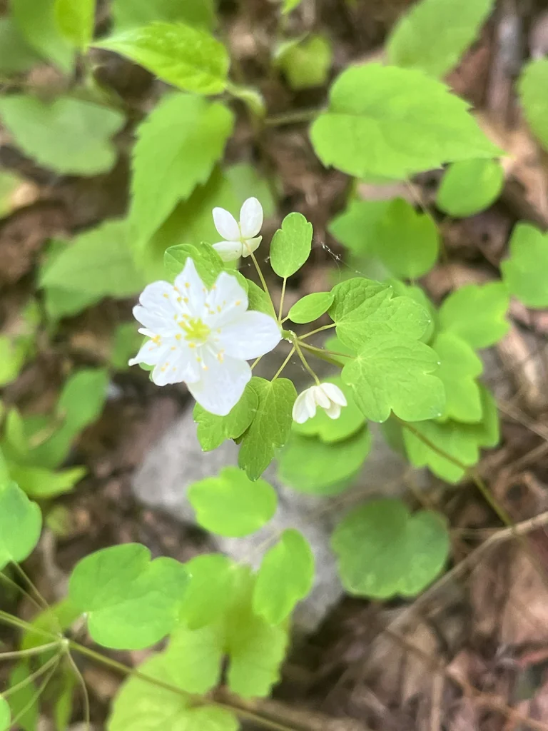 Anemonella Thalictroides