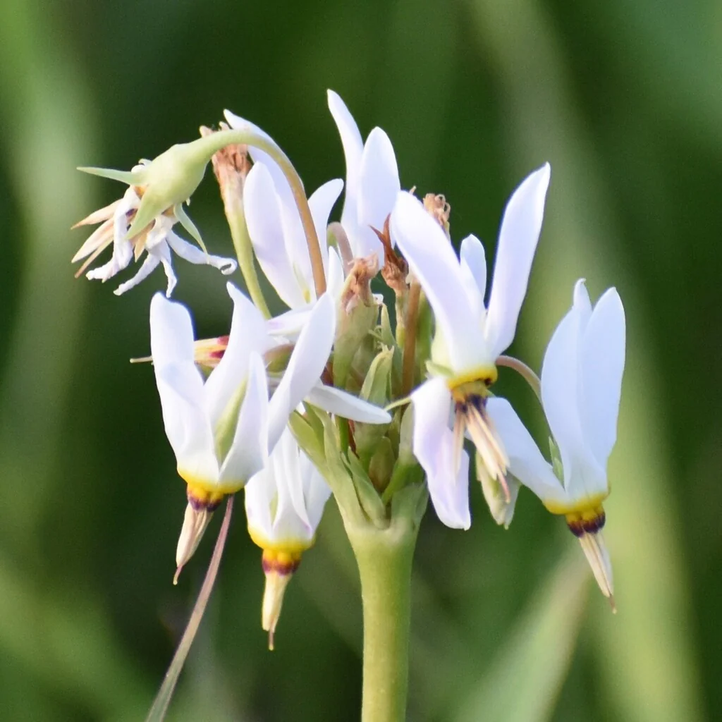 Dodecatheon Meadia