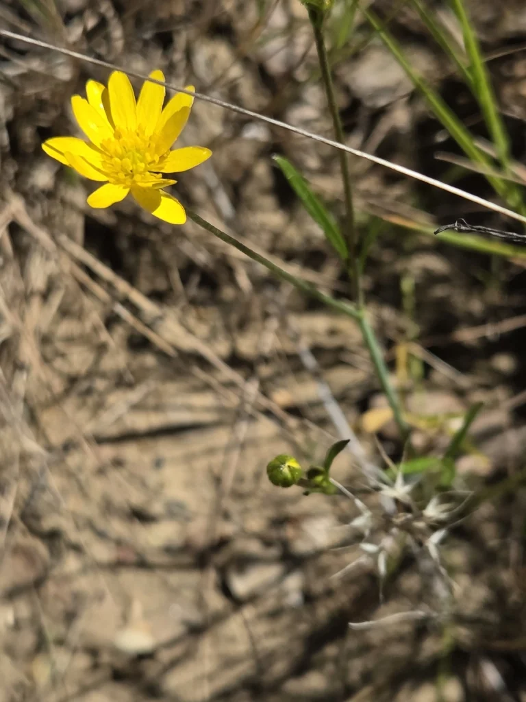 Ranunculus Californicus