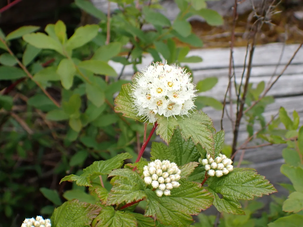 Physocarpus Capitatus