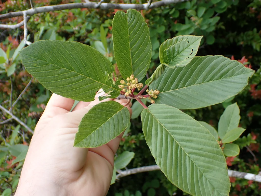 Frangula Purshiana