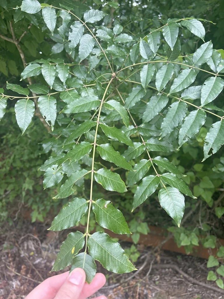 Zanthoxylum Clava-Herculis
