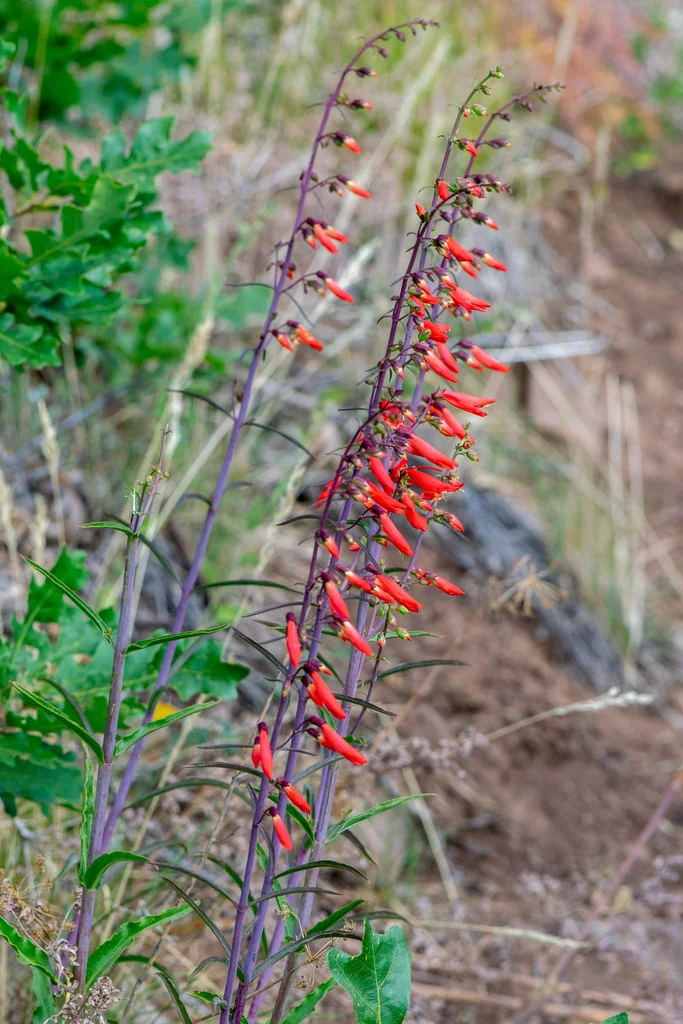 Penstemon barbatus