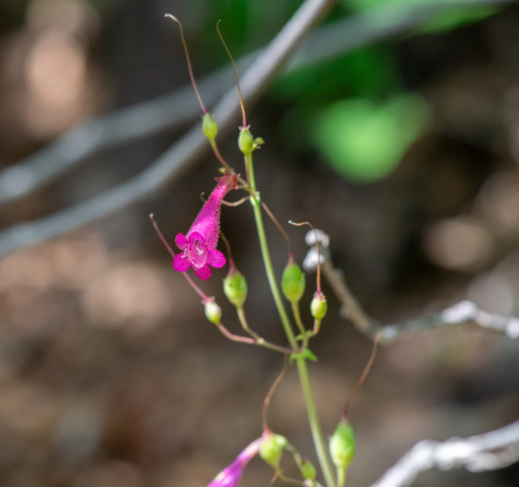 Penstemon Pseudospectabilis