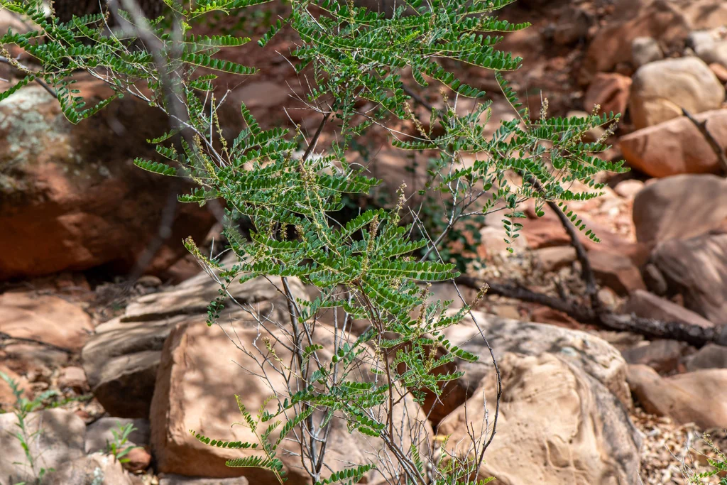 Amorpha Californica
