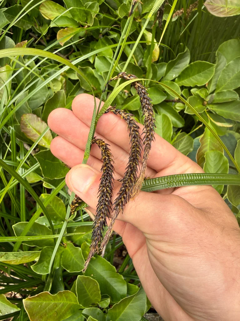 Carex Obnupta