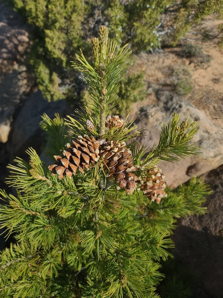 Pinus Flexilis