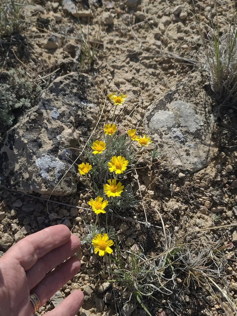 Tetraneuris Acaulis