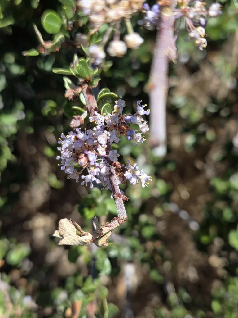 Ceanothus Cuneatus