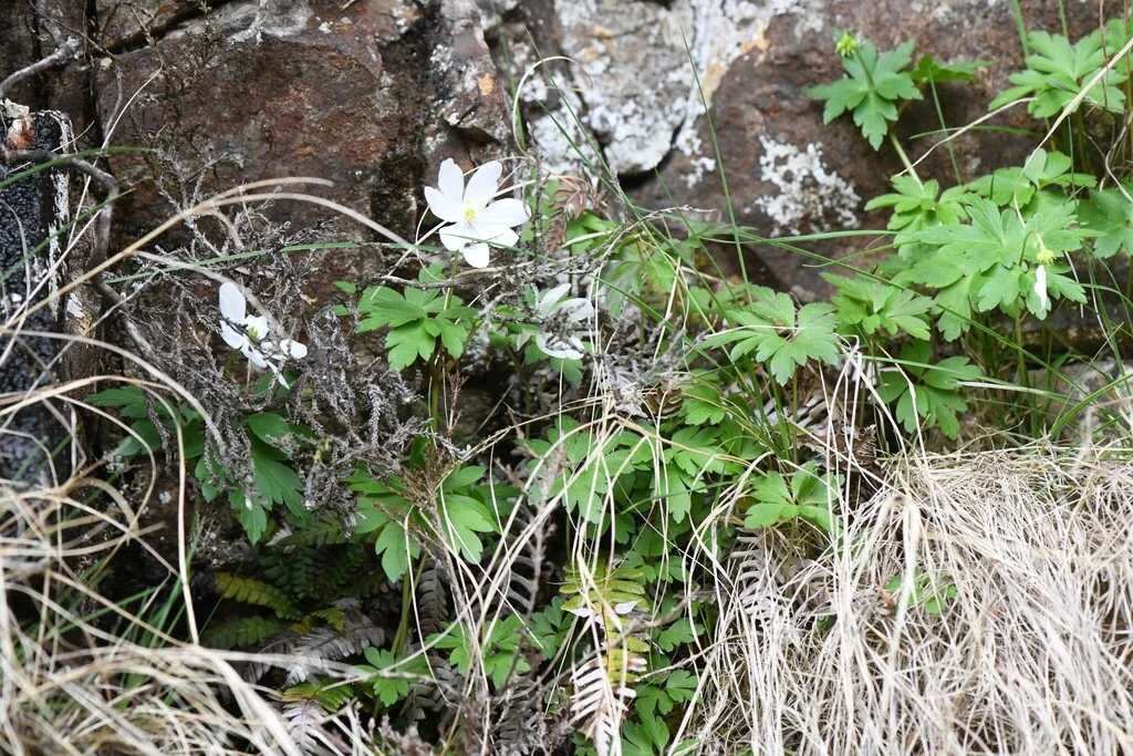 Anemone Nemorosa