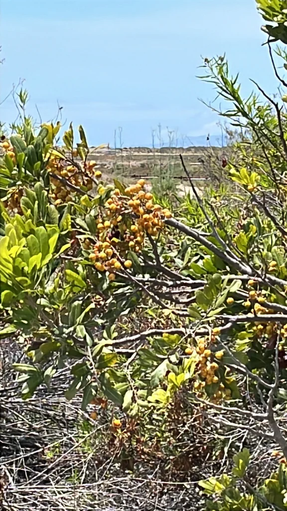 Cupaniopsis Anacardioides