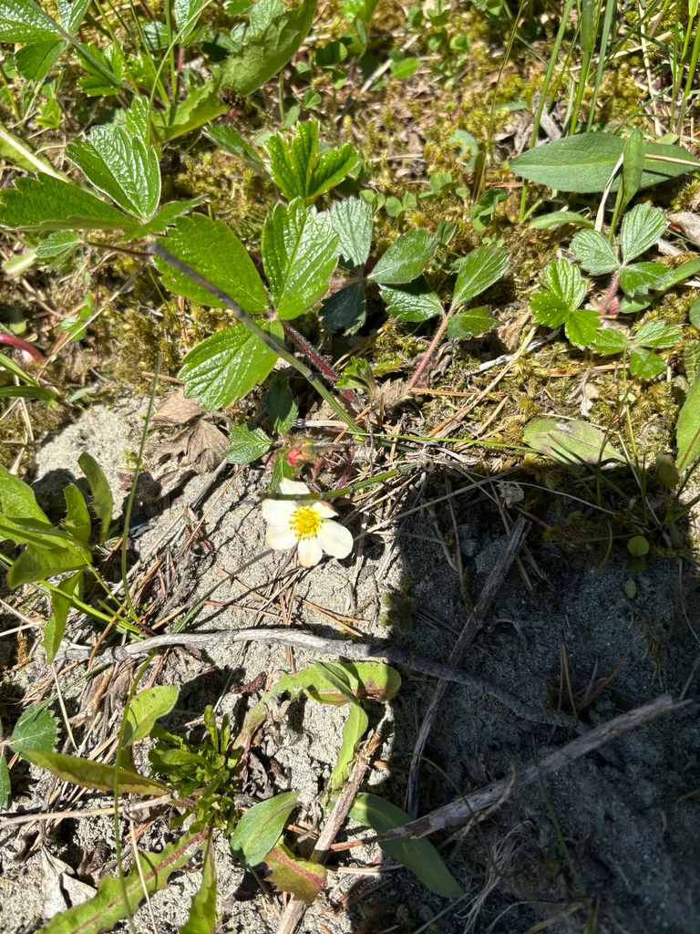 Fragaria chiloensis
