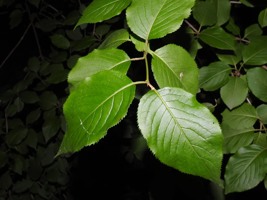 Viburnum Lentago