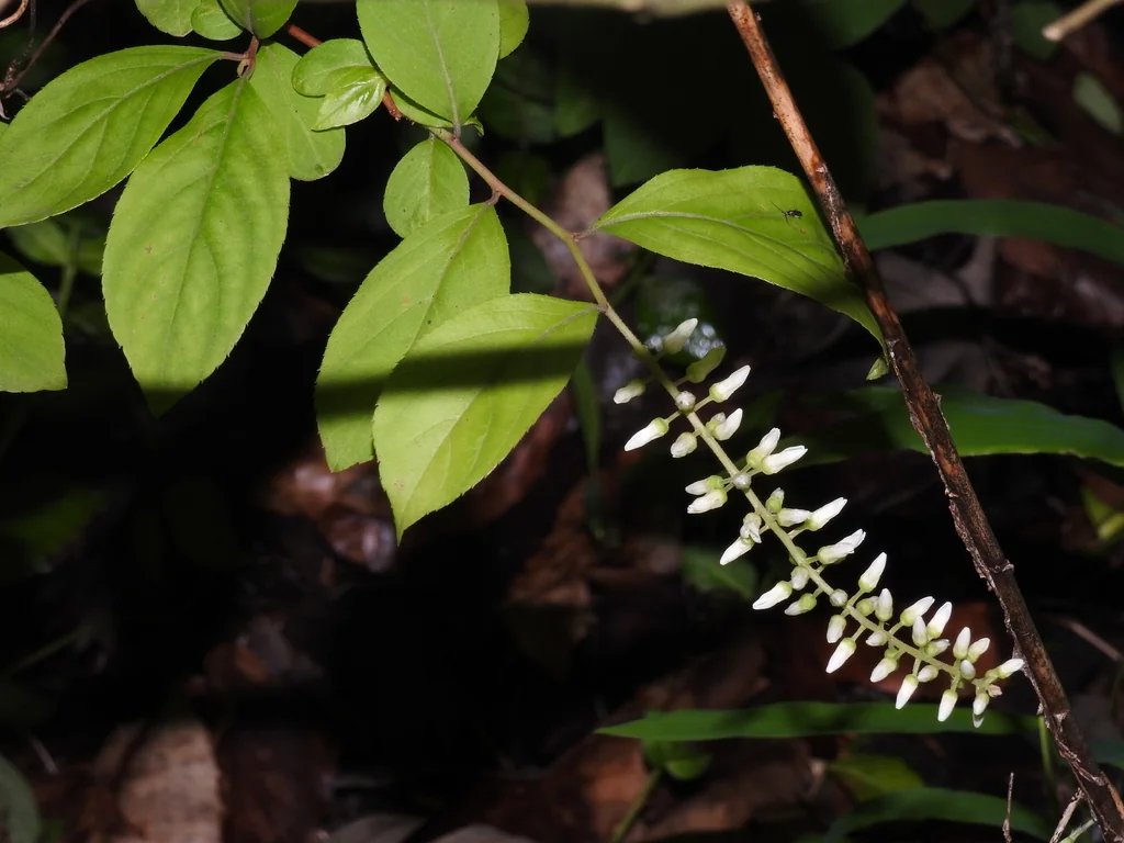 Itea virginica