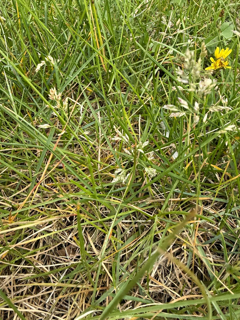 Poa Pratensis
