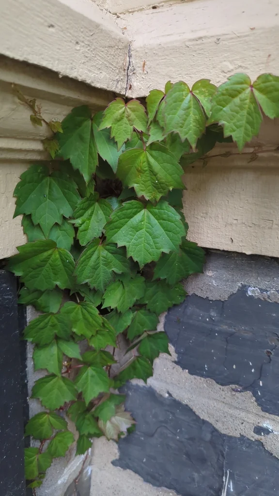 Parthenocissus Tricuspidata