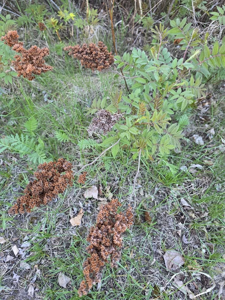 Sorbaria Sorbifolia