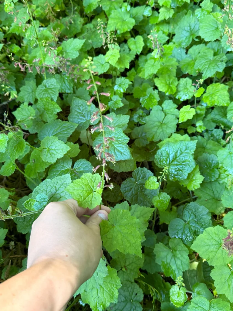 Tolmiea Menziesii