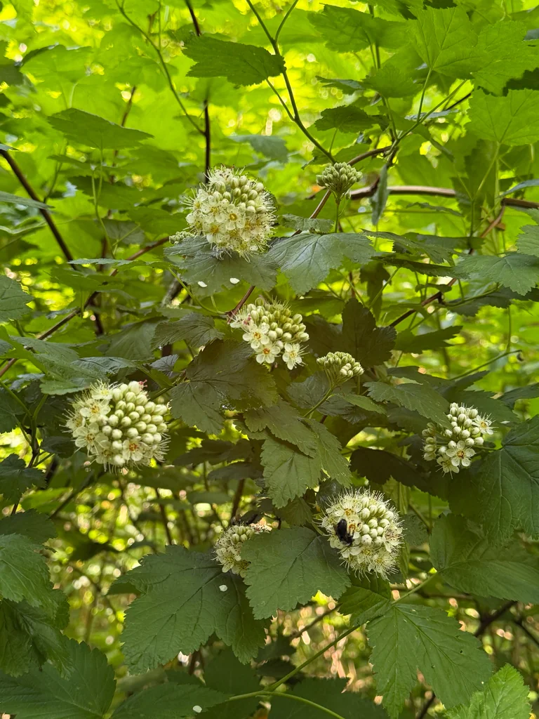Physocarpus Capitatus