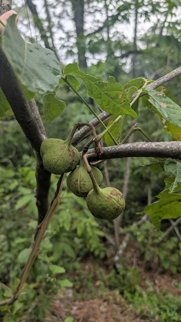 Ungnadia Speciosa