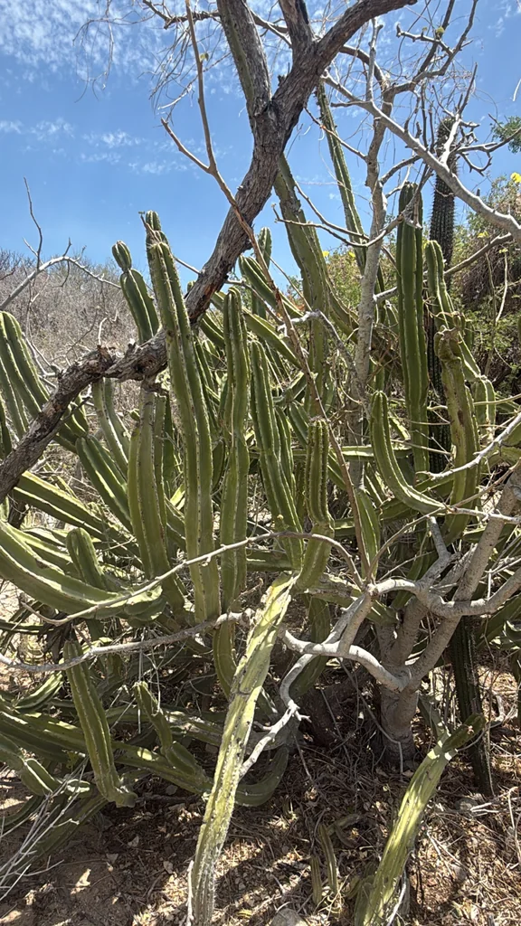Pachycereus schottii