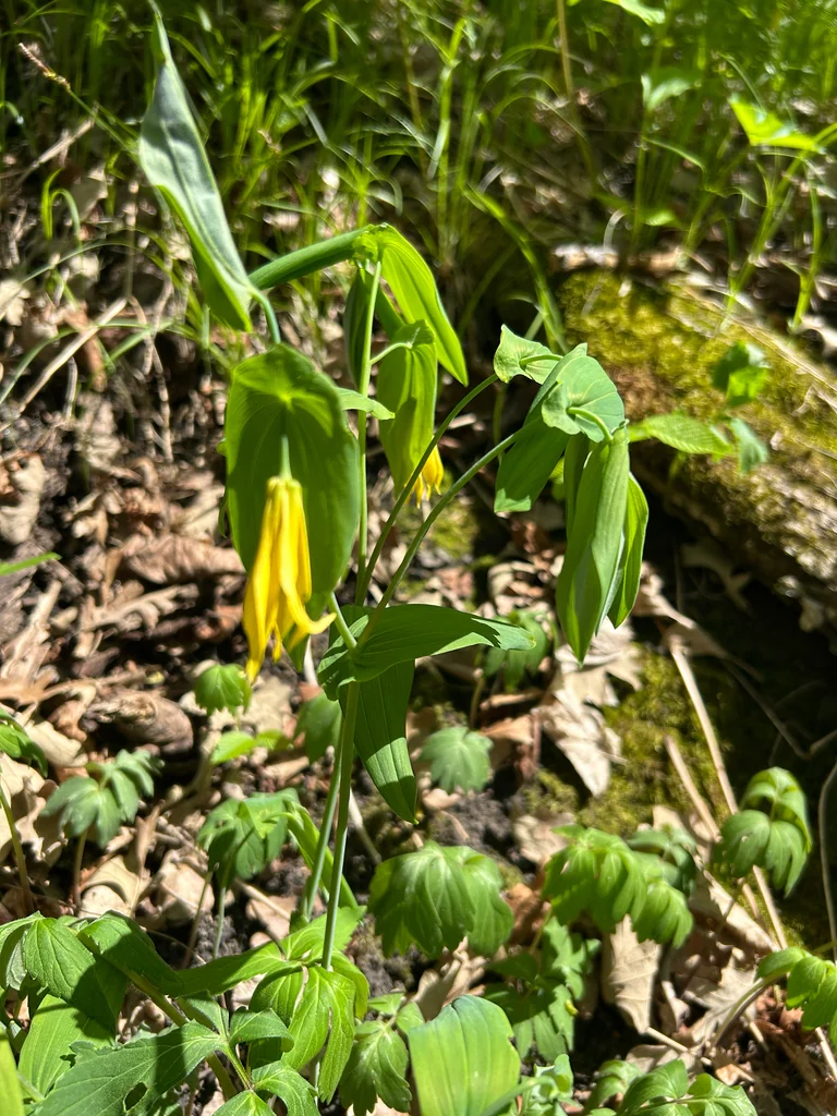 Uvularia grandiflora