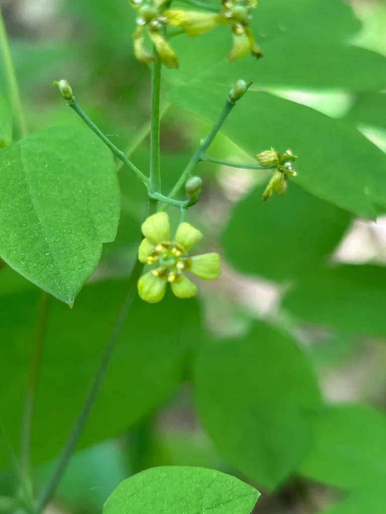 Caulophyllum Thalictroides