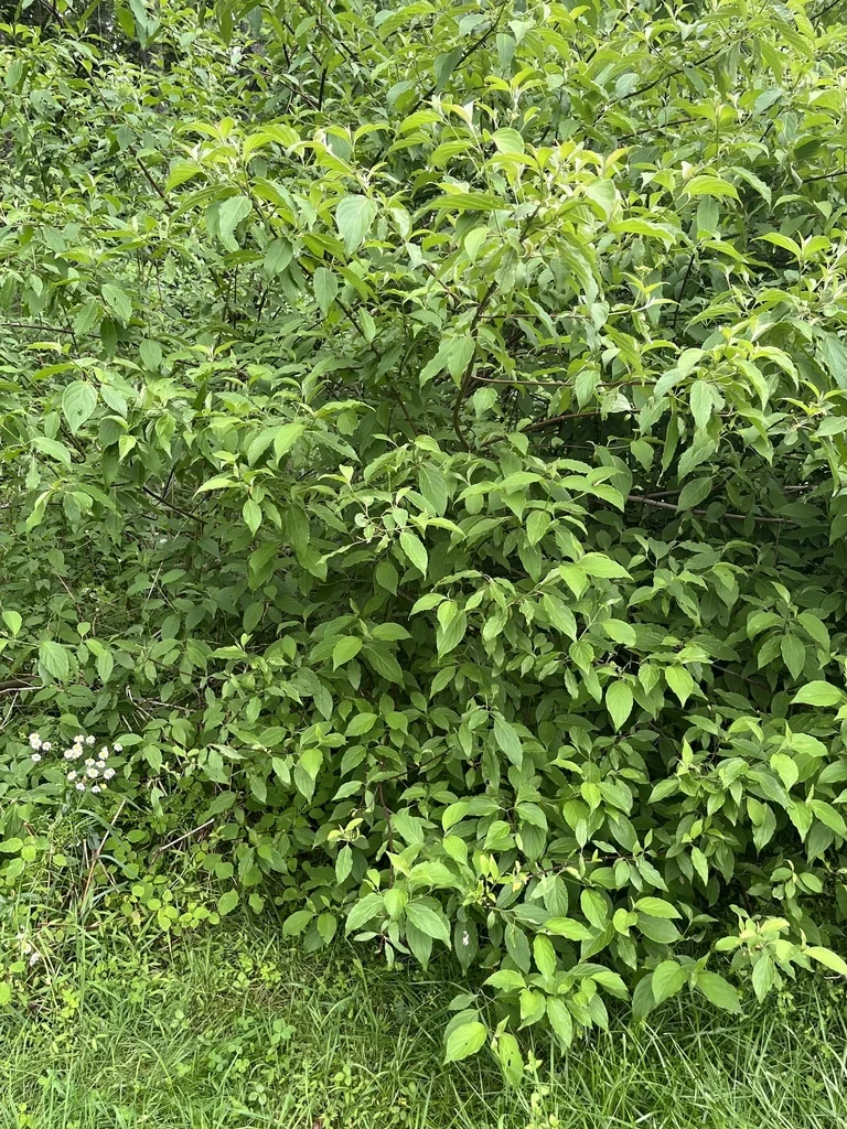 Cornus Amomum