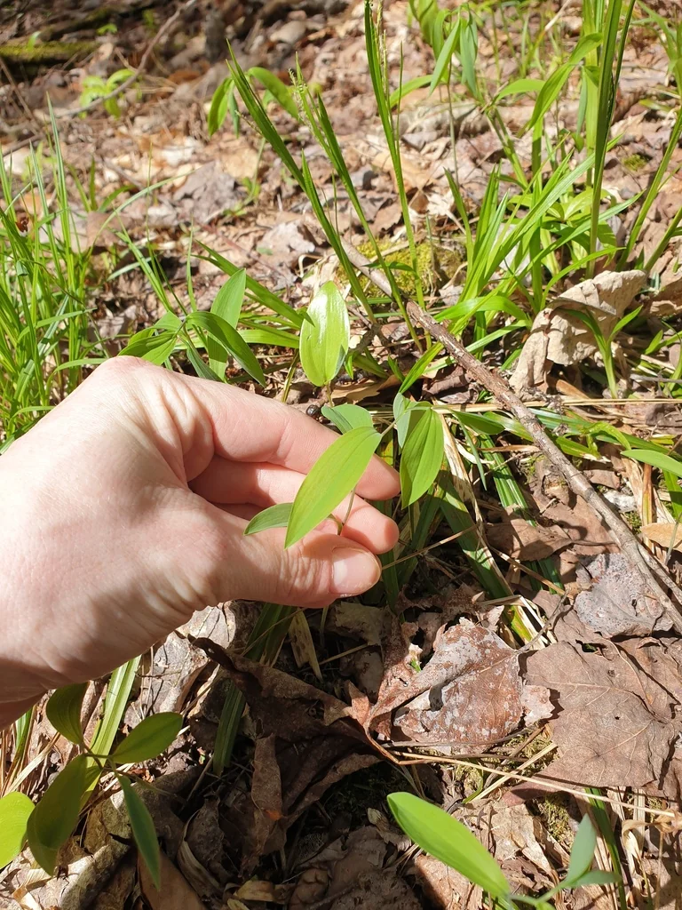 Uvularia Sessilifolia