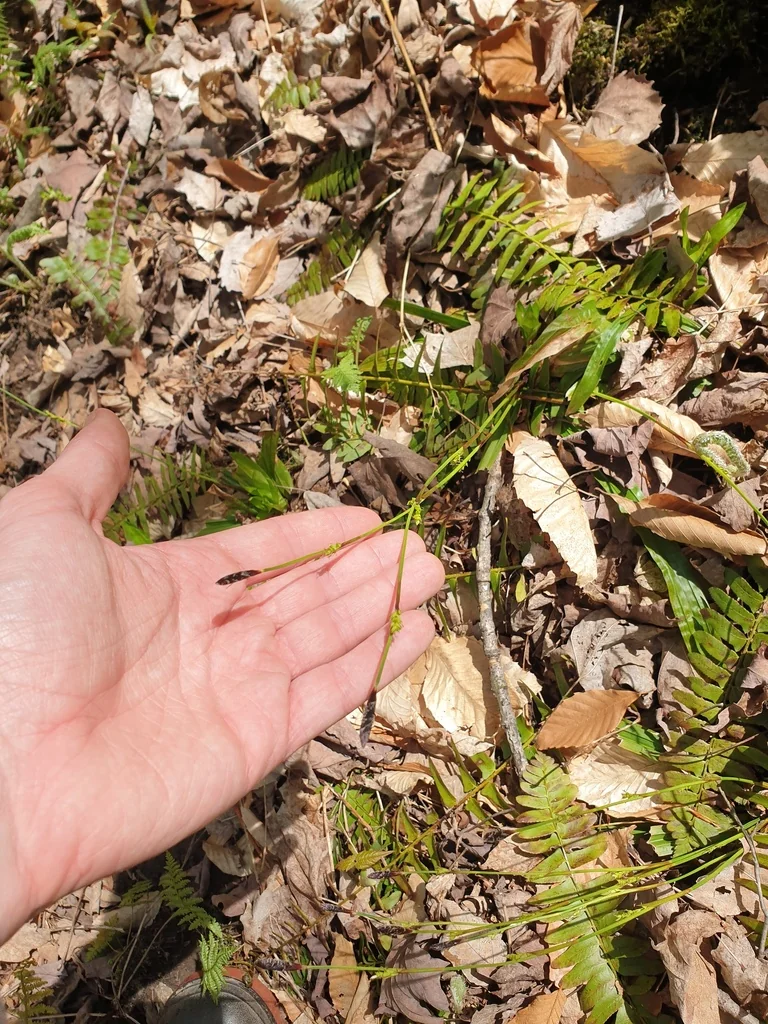 Carex plantaginea