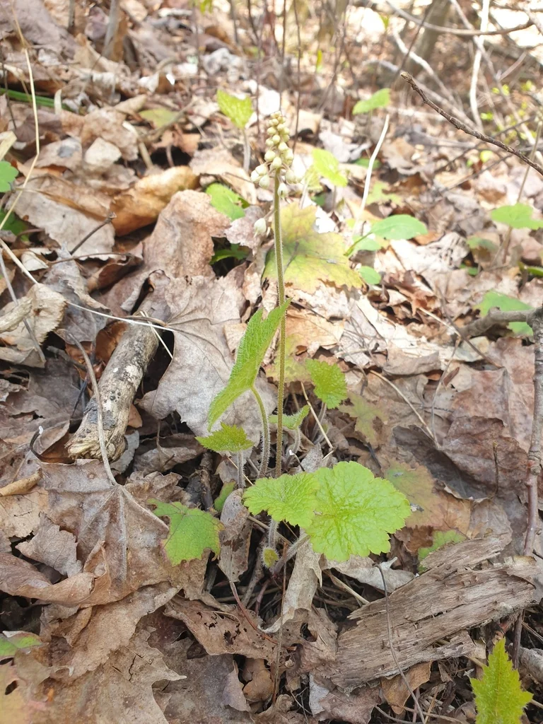 Tiarella Cordifolia
