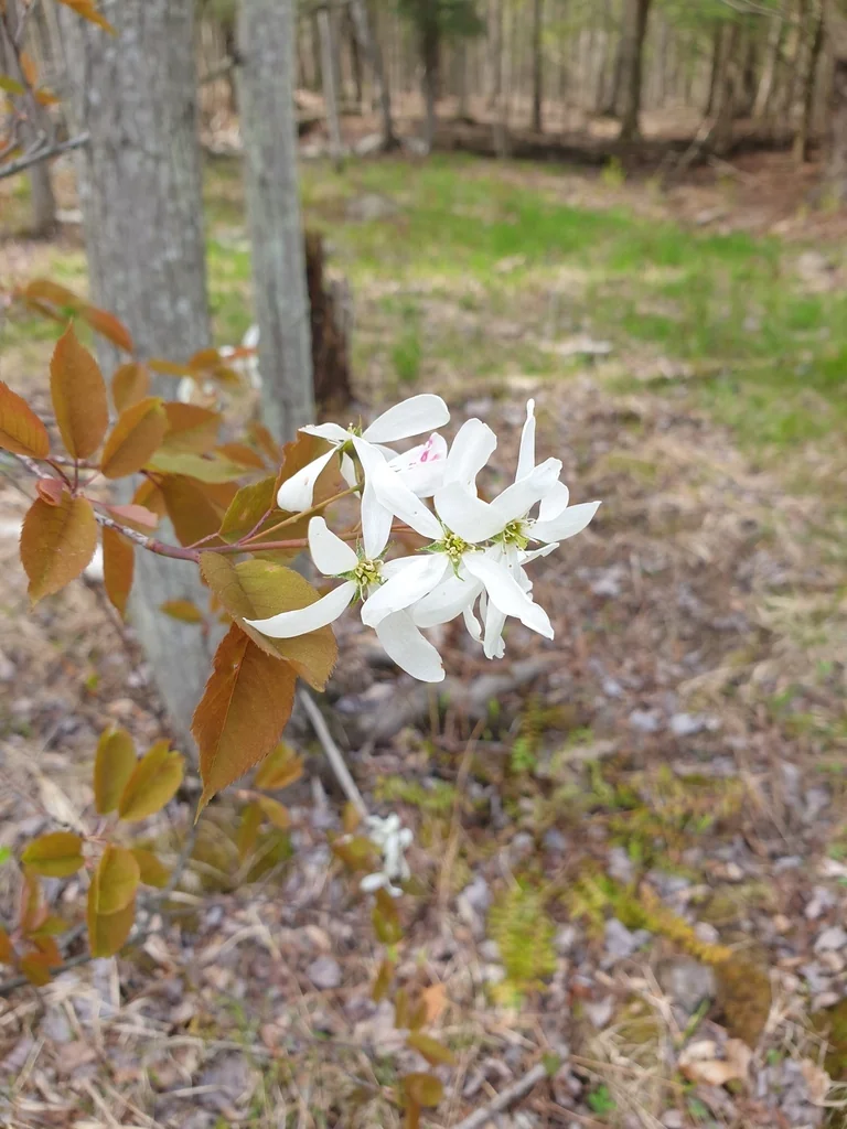 Amelanchier Laevis