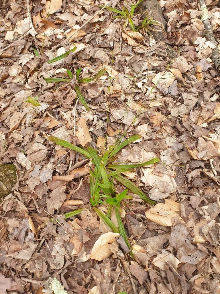 Carex plantaginea
