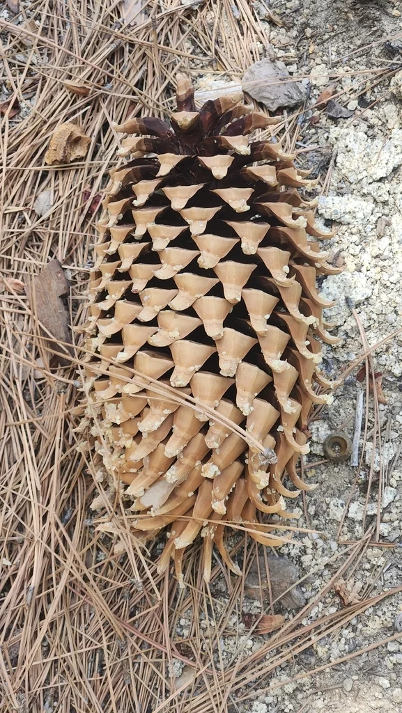Pinus Coulteri