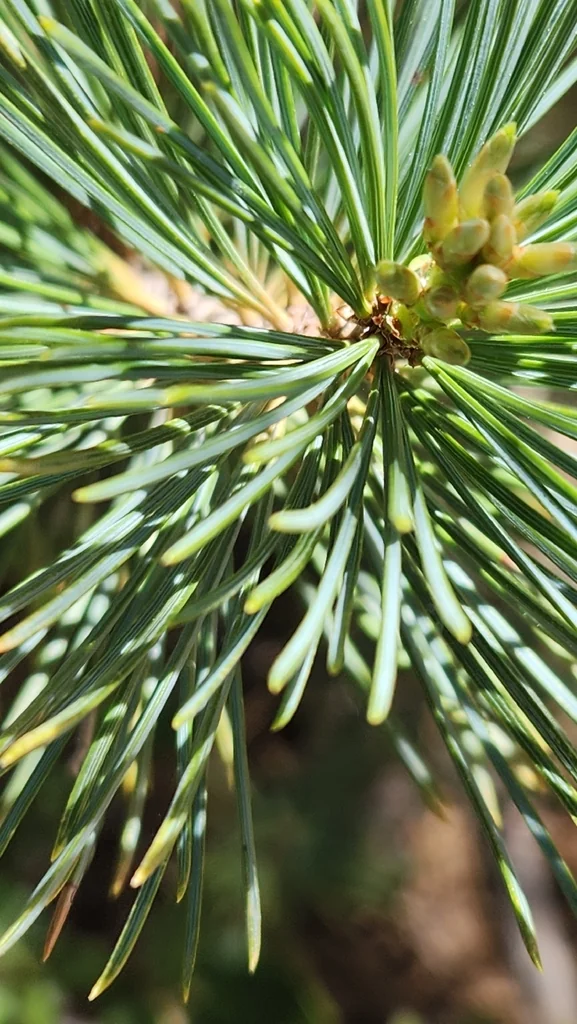 Pinus Lambertiana