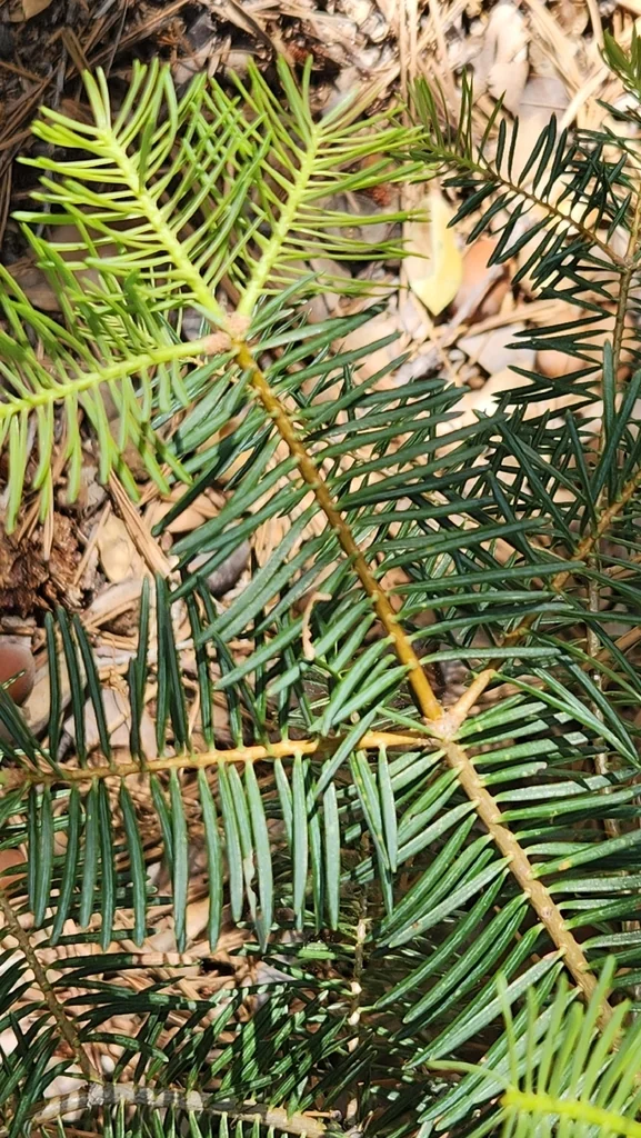 Abies Concolor