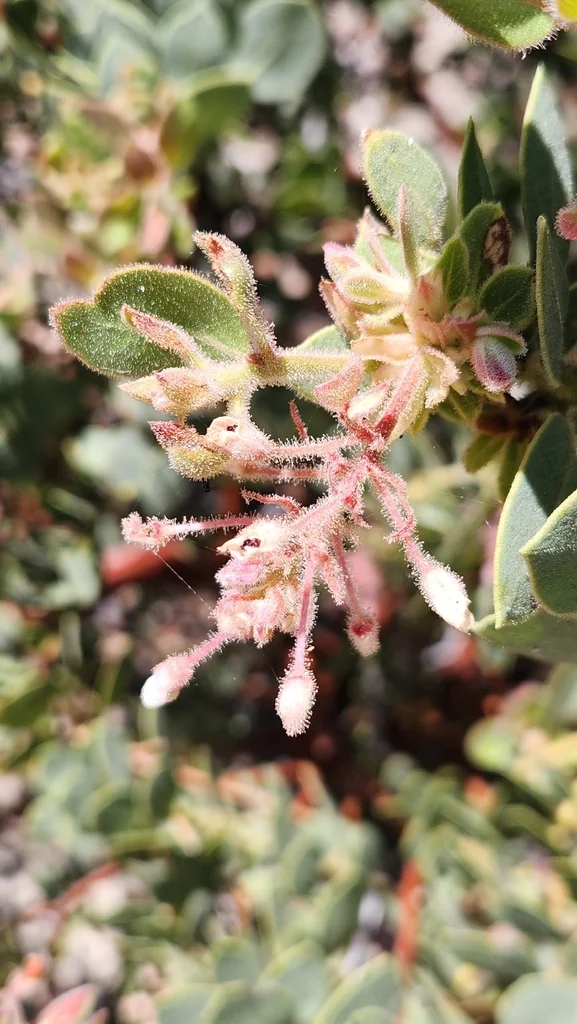 Arctostaphylos Pringlei