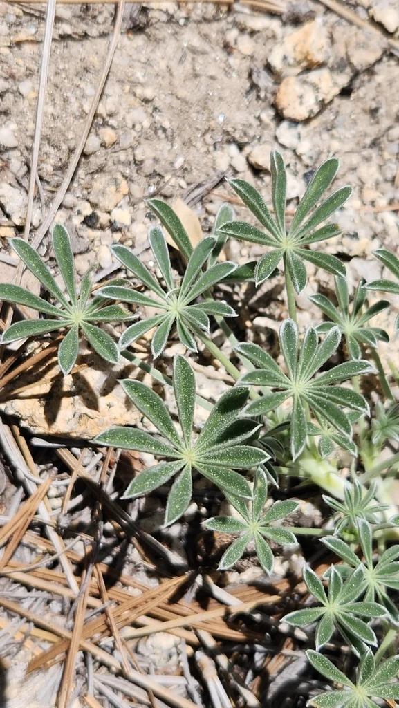 Lupinus Excubitus