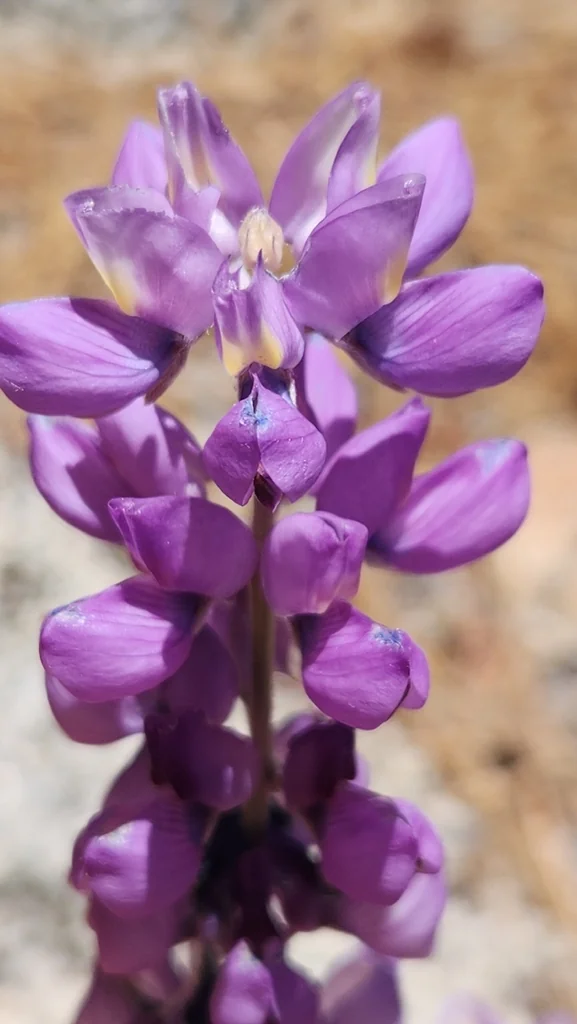 Lupinus Excubitus