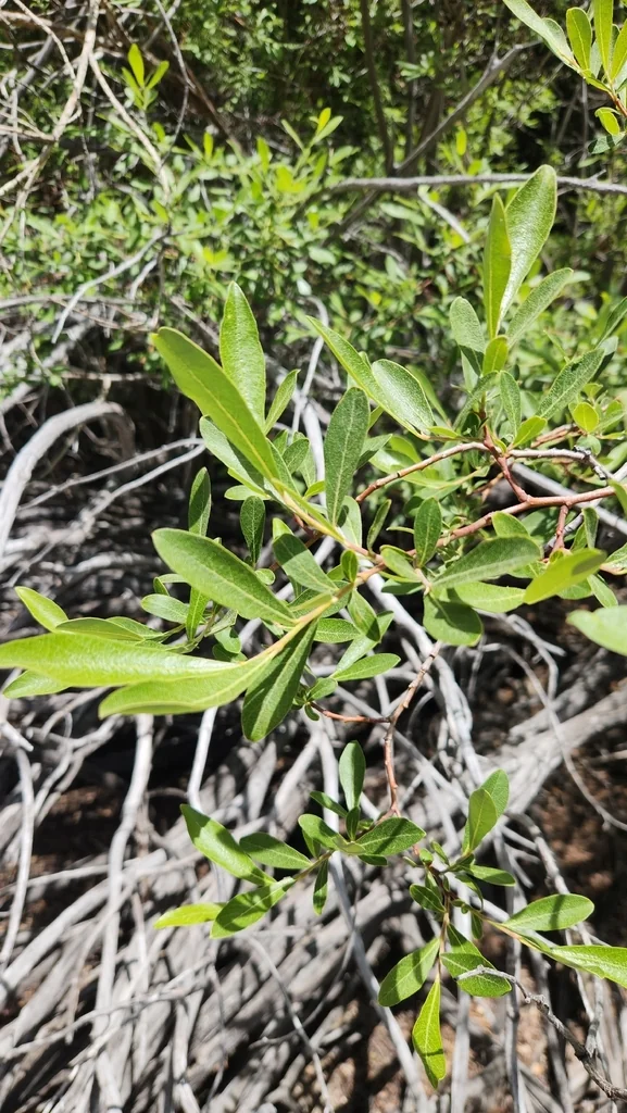 Salix Scouleriana