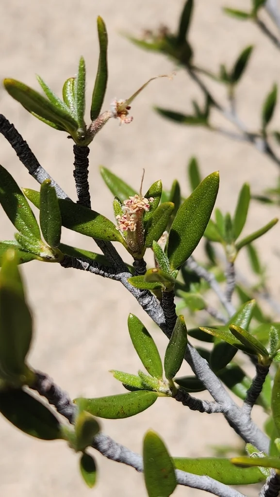 Cercocarpus Ledifolius