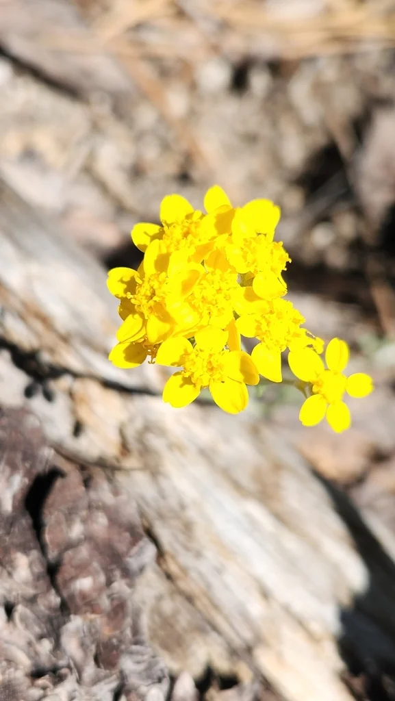 Eriophyllum Confertiflorum