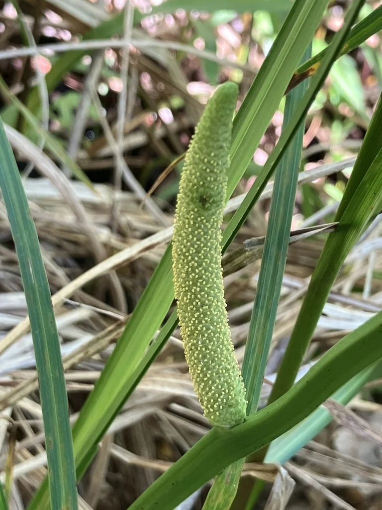 Acorus Calamus