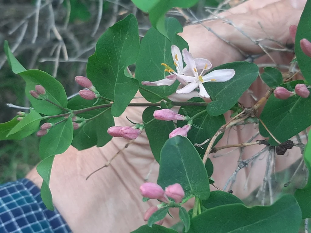 Lonicera Tatarica