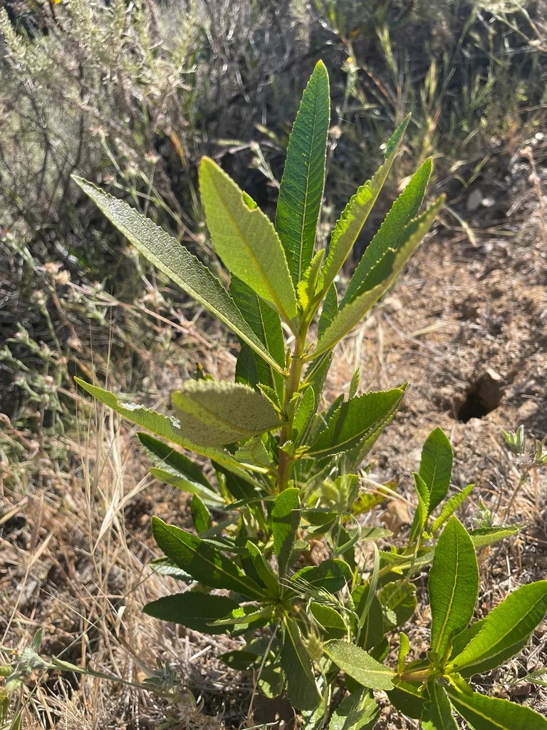 Eriodictyon Californicum