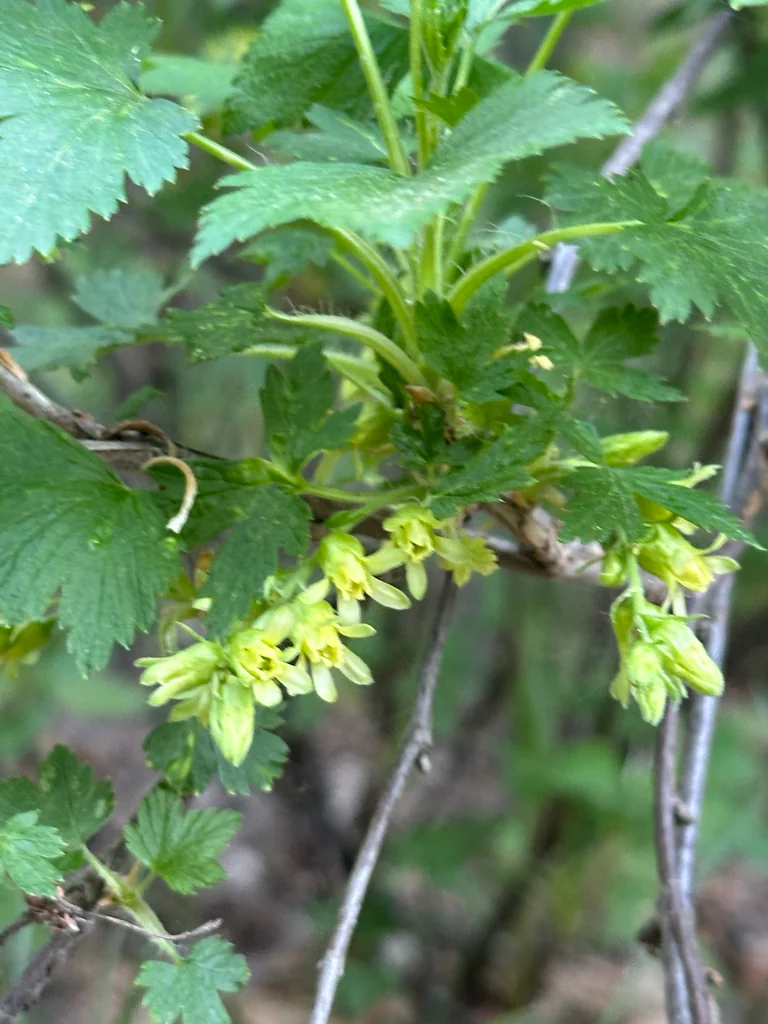 Ribes Americanum