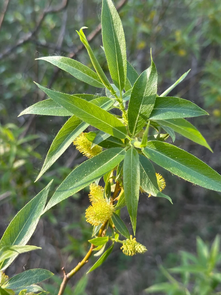 Salix Lucida Ssp. Lasiandra