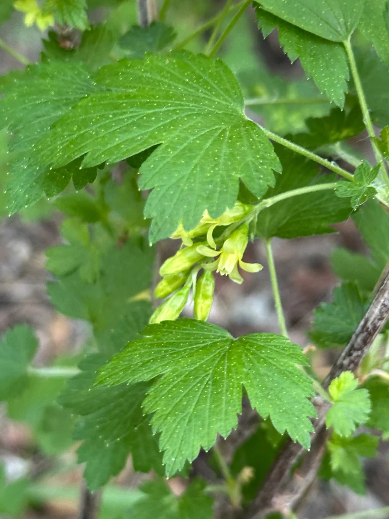 Ribes Americanum